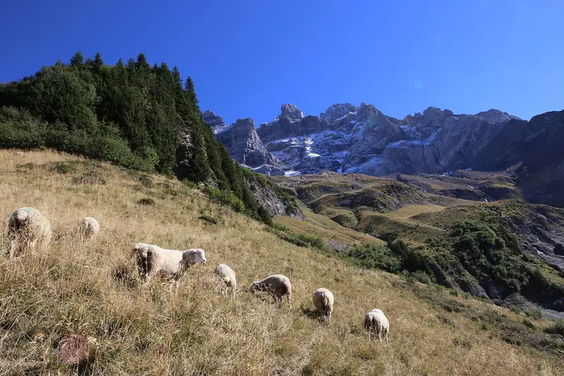 Sheeps below Dents du Midi