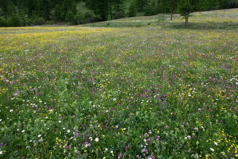 Prairies fleuries du Queyras.