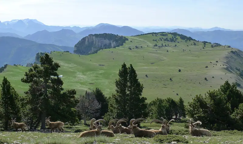 Plateau de Glandasse, Réserve naturelle nationale des hauts plateaux du Vercors Troupeau de bouquetins (Capra ibex) au premier plan Photo prise le 10 mai 2015