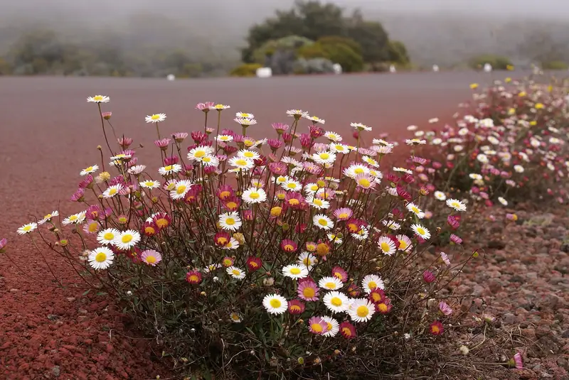 Erigeron karvinskianus, an invasive introduced species on Réunion island originally coming from Mexico, is a pioneer plant, the first to grow along the edges…